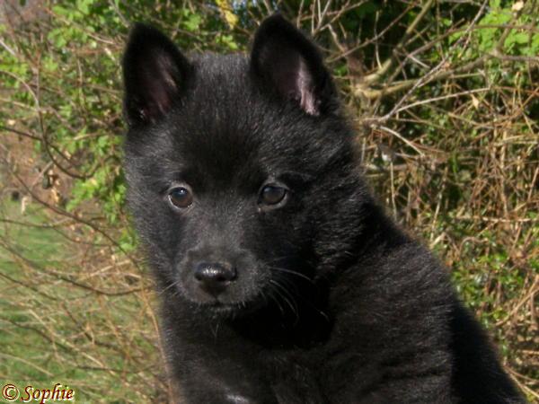schipperke-elevage-canin-familial-des-schipperkes-du-roz-de-kerhas